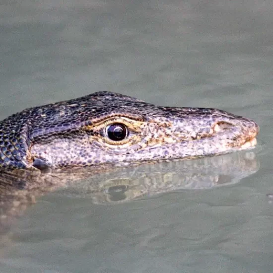 huge Water Monitor Lizards are everywhere in sundarban forest