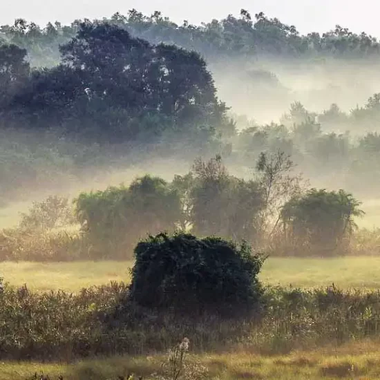 most beautiful landscape of Sundarban wildlife and bird sanctuary