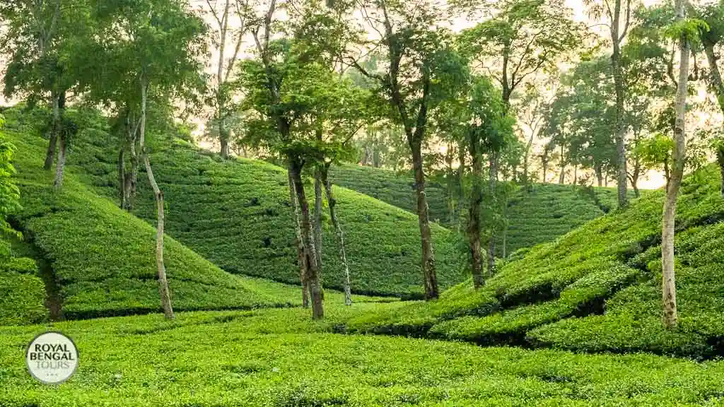 serine tea estate in srimangal for holiday trip