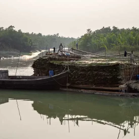 special boat carry nypa palm leaf in sundarban forest