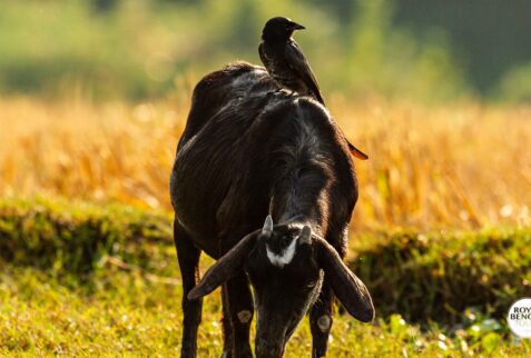A common drongo sitting over a goat in Nijhum Dwip