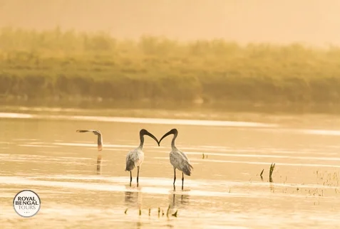 • Two black-headed ibis standing in water with their beaks forming a heart shape