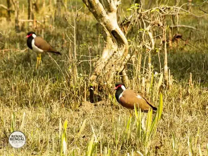 A pair of Red-wattled Lapwings, adding vibrancy to the Nijhum Dwip ecosystem