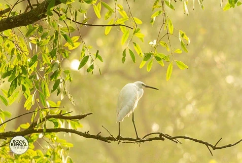 A white egret perched on a branch in a mangrove forest.