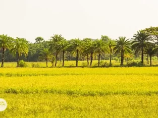 Beautiful rice field in Nijhum dwip