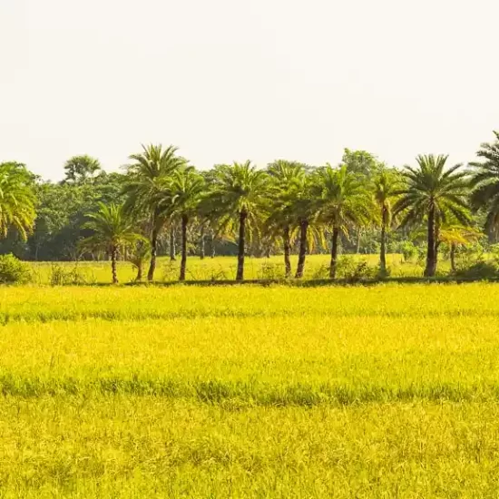 Beautiful rice field in Nijhum dwip