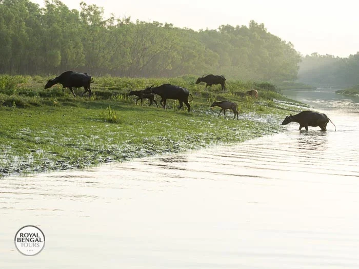 Buffalos on the move Crossing the waterways of Nijhum Dwip