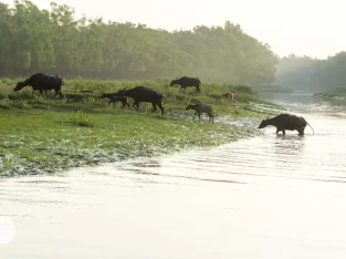 Buffalow finds a huge grassland near nijhum dwip mangrove