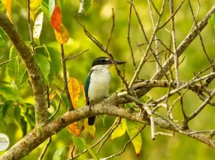 Collared Kingfisher in nijhum dwip mangrove forest