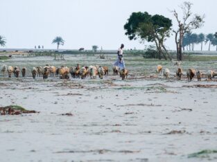 Nijhum dwip beach is also a potential cattle field