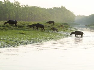 Buffalow finds a huge grassland near nijhum dwip mangrove