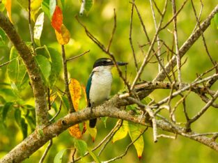 Collared Kingfisher in nijhum dwip mangrove forest