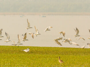 Pied avocet birds are seen all over nijhum dwip during the winter