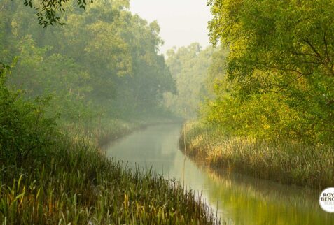 Main river channel of nijhum dwip mangrove forest