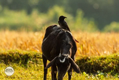 A black drongo perched on the back of a black goat grazing in a field