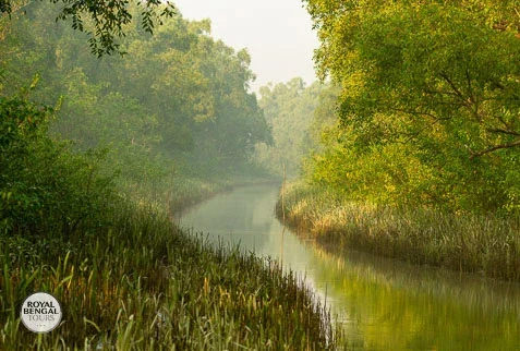 Serene magic of Nijhum Dwip's mangrove creek