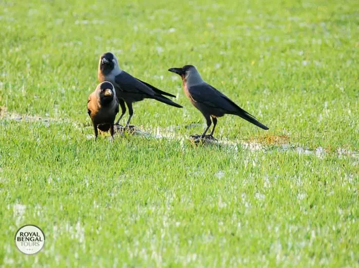 Sharing the beauty of Nijhum Dwip House crows on the lush green shore