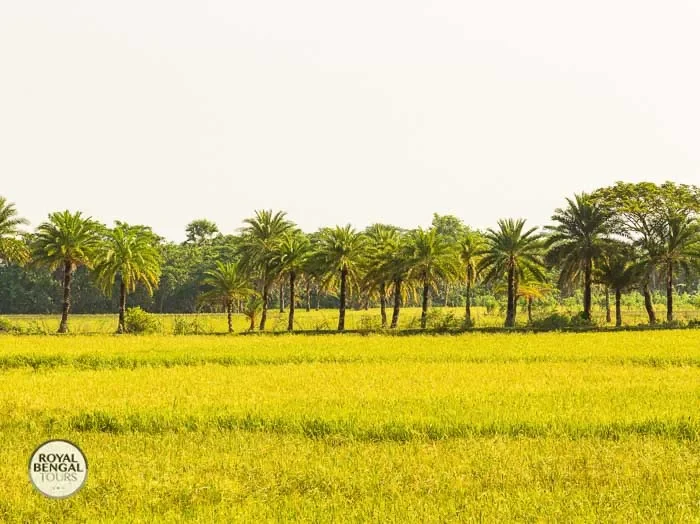 The tranquility of Nijhum Dwip Lush rice fields and verdant forests