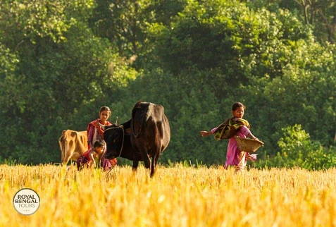 Girls tending cattle on a river island in Bangladesh