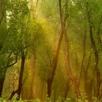 nijhum dwip mangrove forest of Bangladesh