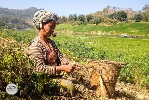 Marma tribal lady harvesting her crops in Bandarban