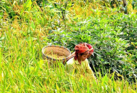 Bangladeshi tribes are harvesting crops from swidden agriculture