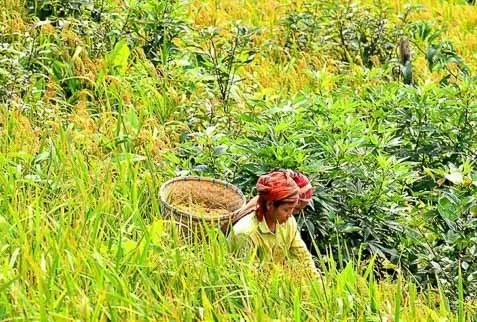 happy tribal lady harvesting crops on chittagong hill