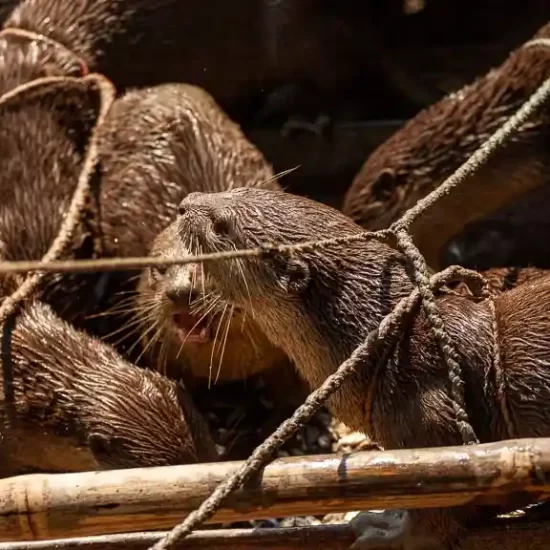 Lutra perspicillata is Captive otter species in Bangladesh