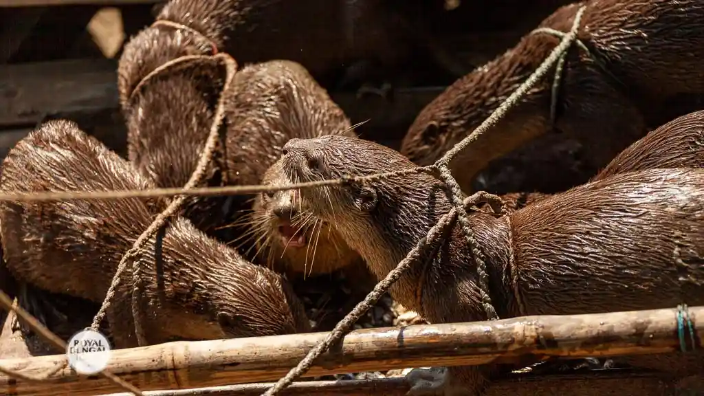 Lutra perspicillata is Captive otter species in Bangladesh