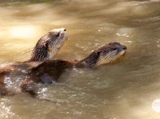 Wild otters swimming inside the sudarban forest