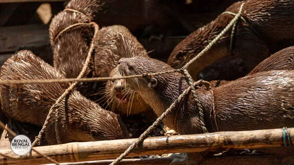 Skilled Asian Small Clawed Otters Help Fishermen Catch Fish in Bangladesh