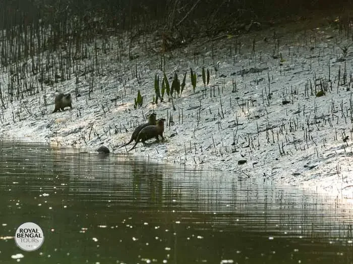 Wild otter family hunting fish inside of the sundarban forest