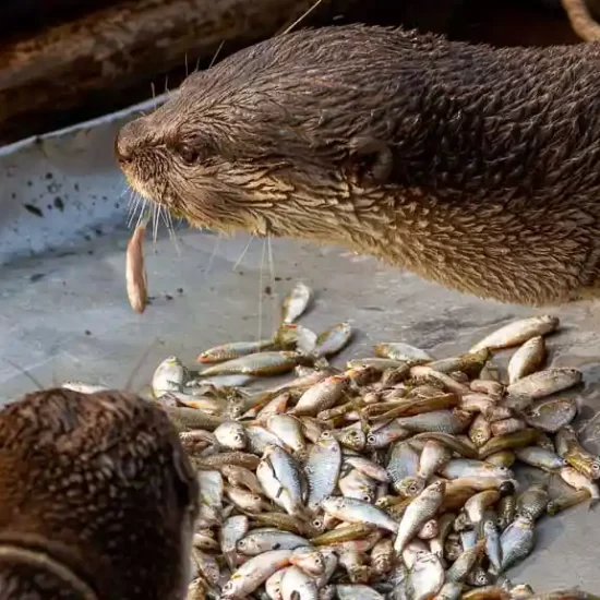fish frog and crabs are the food of captive otters