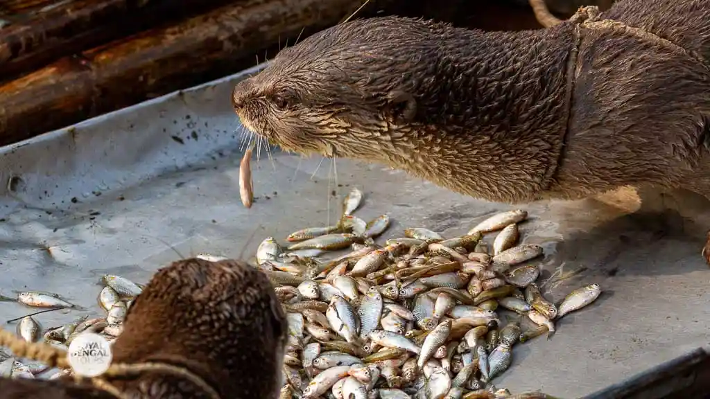 fish frog and crabs are the food of captive otters