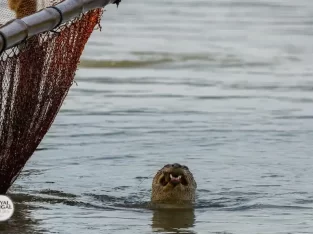 how do they train otters for fishing in Bangladesh