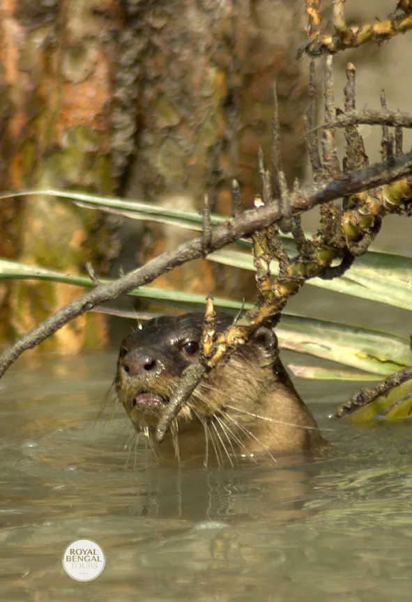 otter fishing trip in Bangladesh