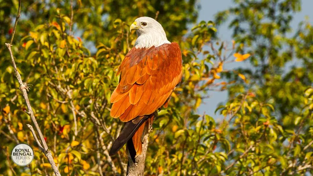 A Brahminy Kite on a Bangladesh Birdwatching Tour