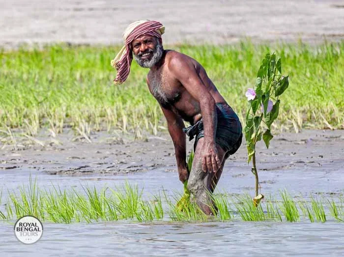 A farmer meticulously planting rice seedlings on a fertile Char island in Bangladesh