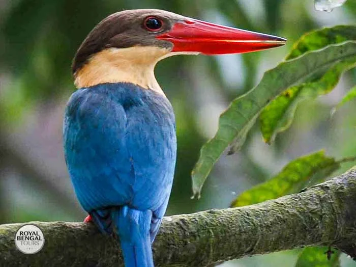 Stork-billed Kingfisher bird perched on a branch, showcasing its vibrant blue plumage and red beak
