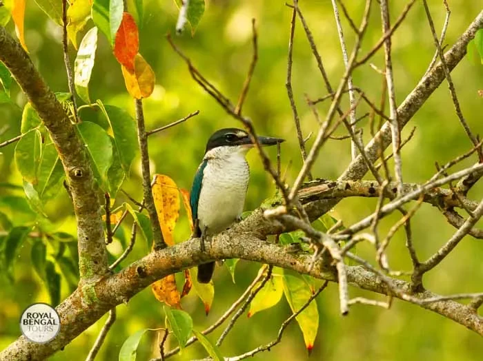 Collared Kingfisher bird perched on a tree branch