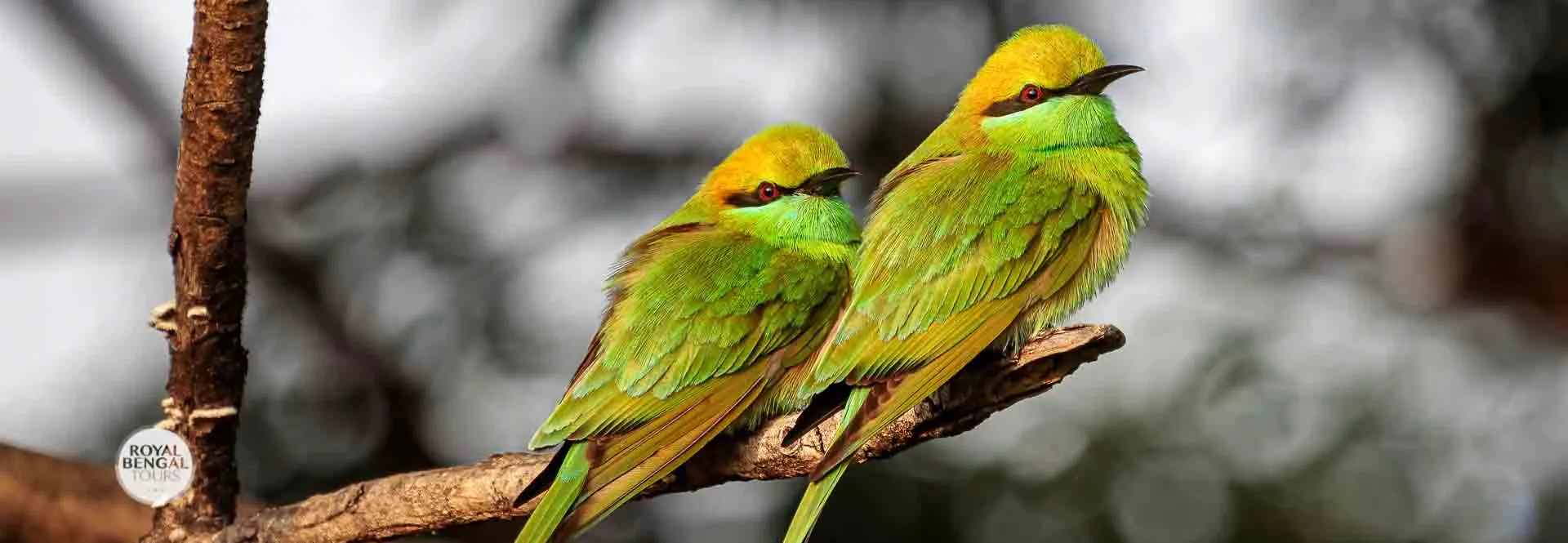 Bird-Watching Trip to Bangladesh
