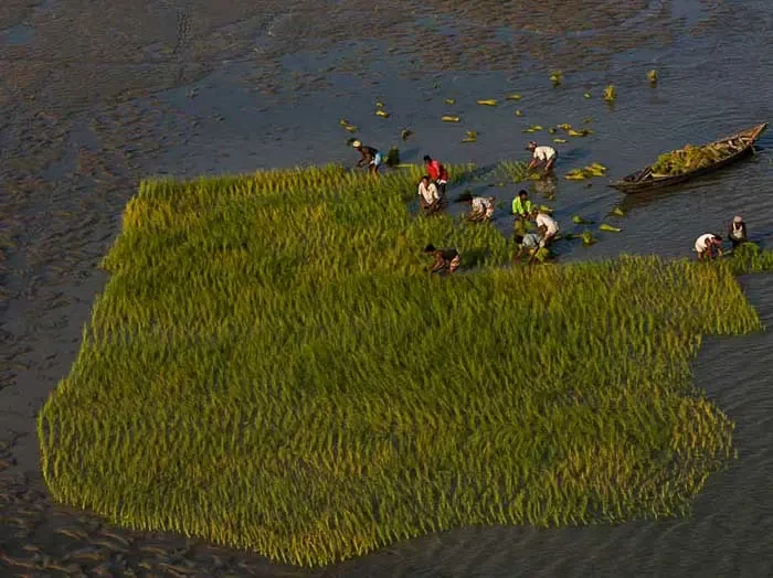 Farmers cultivating crops on the fertile land of a Char island.