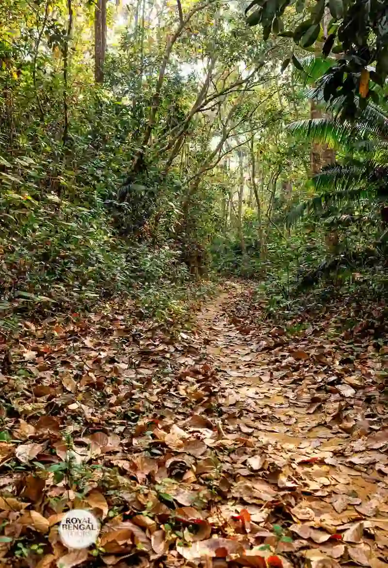 Lawachara Rainforest in Sreemangal