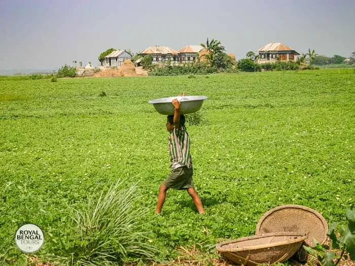 Lush green landscape of a Char island in Bangladesh