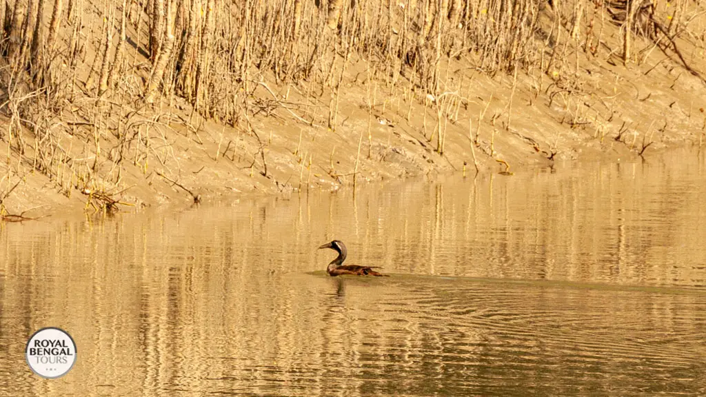 Masked Finfoot Heliopais personatus in the Sundarbans Bangladesh