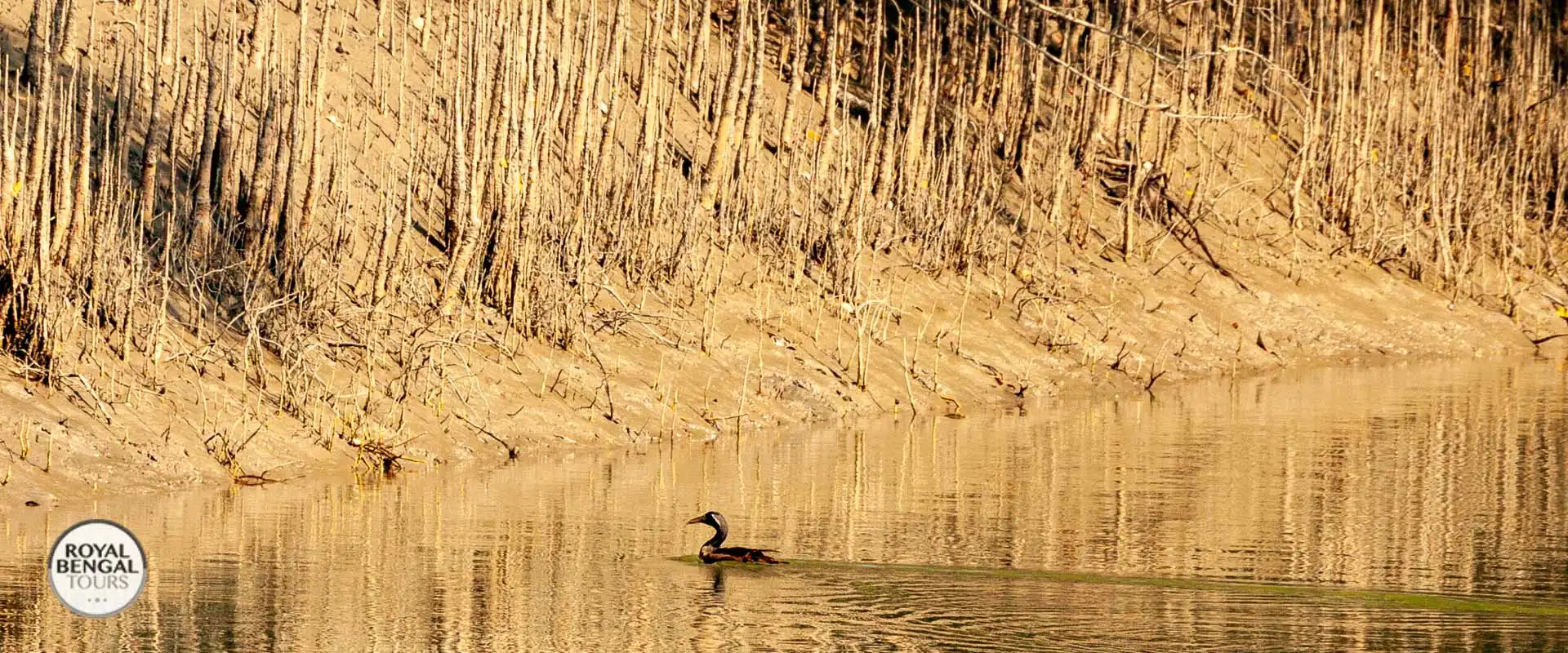 Masked Finfoot swimming quietly through a narrow mangrove creek in the Sundarbans of Bangladesh