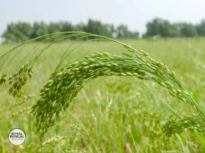 Proso millet (Canary seed) stalks swaying gently in the breeze on a Char island in bangladesh