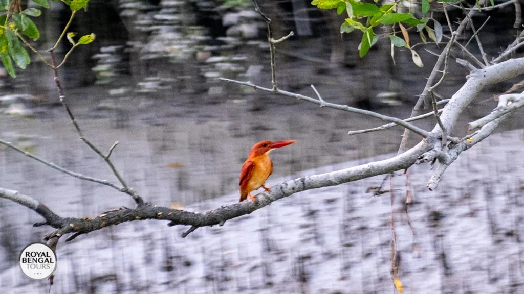 Ruddy Kingfisher in the Sundarbans Wetlands Bangladesh