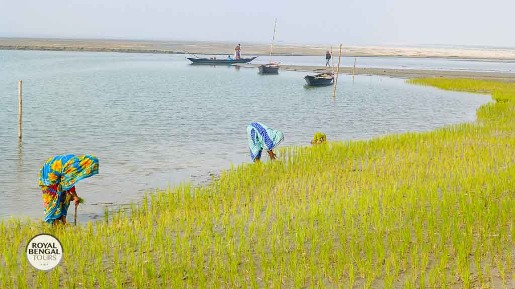 Two women planting rice seedlings on a char of Brahmaputra river