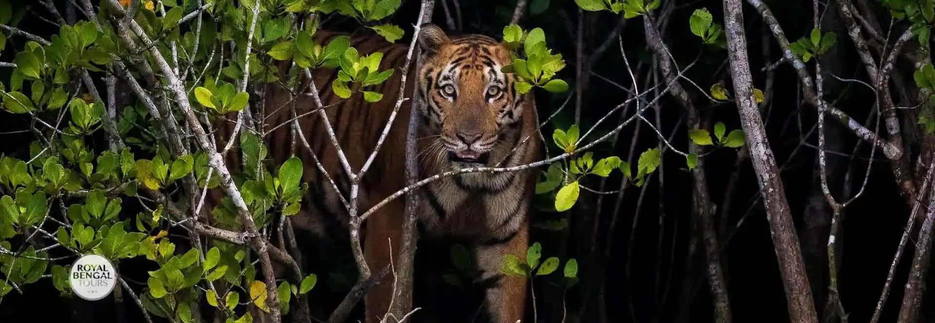Royal Bengal Tigers of Bangladesh sundarban